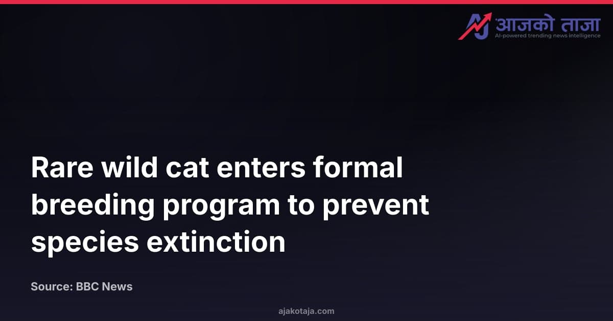 Rare wild cat enters formal breeding program to prevent species extinction