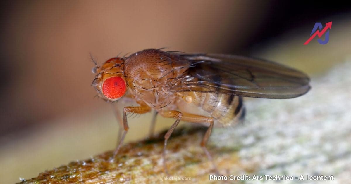 Restricted protein intake in fruit fly larvae may extend adult lifespan